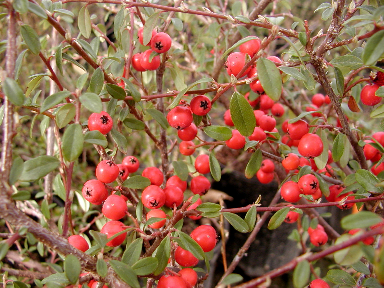COTONEASTER dammeri ‘Coral Beauty’