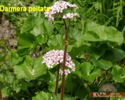 DARMERA peltata - Umbrella Plant