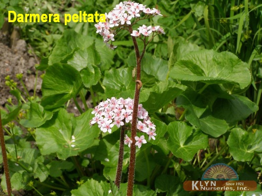 DARMERA peltata - Umbrella Plant