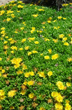DELOSPERMA nubeginum - Yellow Ice Plant
