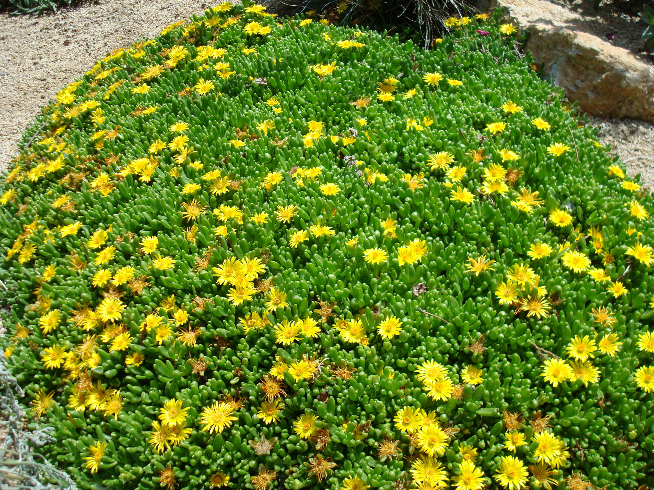 Geum 'Lemon Drops' – Penlan Perennials Nursery