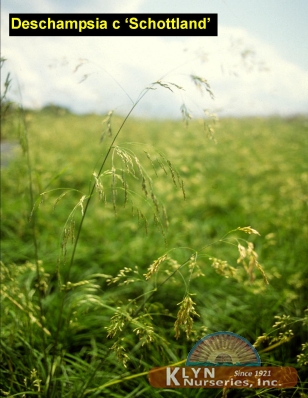 DESCHAMPSIA cespitosa 'Schottland' - Scotland Tufted Hair Grass