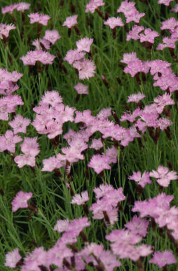 DIANTHUS gratianopolitanus 'Bath's Pink' - Bath's Pink Garden Pinks