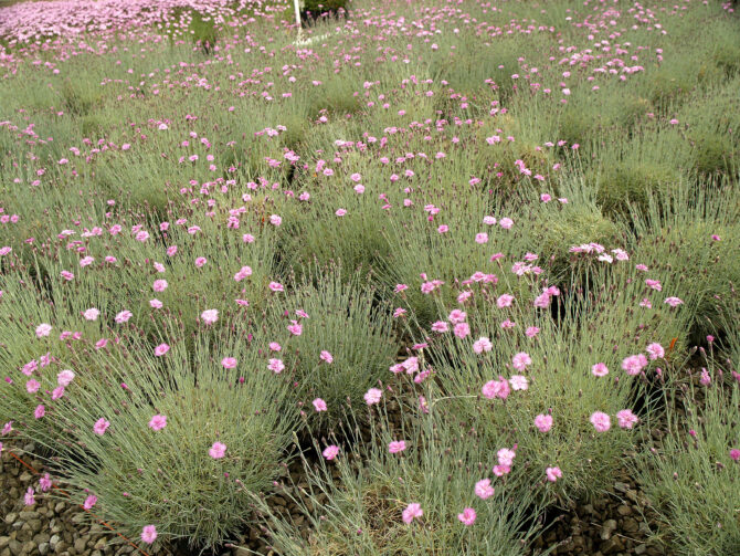 DIANTHUS gratianopolitanus 'Mountain Mist' - Mountain Mist Garden Pinks