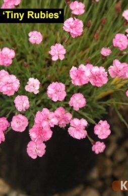 DIANTHUS gratianopolitanus 'Tiny Rubies' - Tiny Rubies Garden Pinks