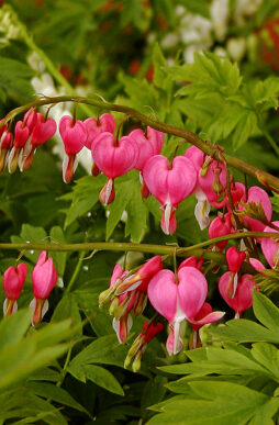 DICENTRA spectabilis - Old Fashioned Bleeding Heart