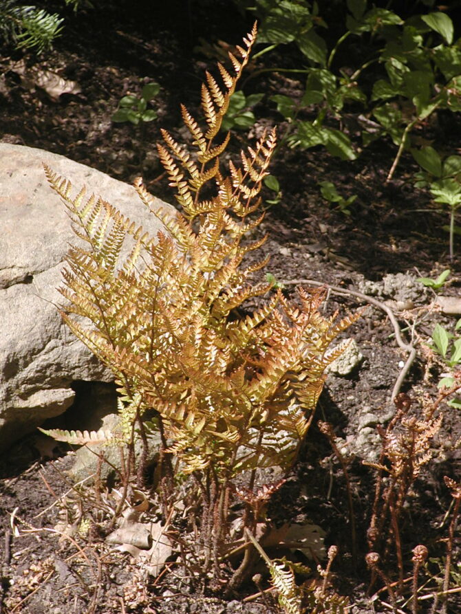 DRYOPTERIS erythrosora - Autumn Fern