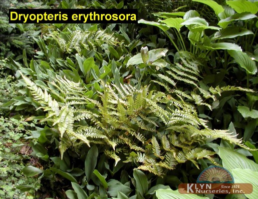 DRYOPTERIS erythrosora - Autumn Fern