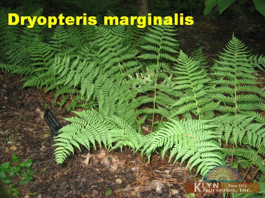 DRYOPTERIS marginalis - Marginal Shield Fern