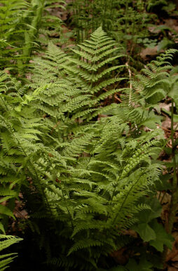 DRYOPTERIS spinulosa - Toothed Wood Fern