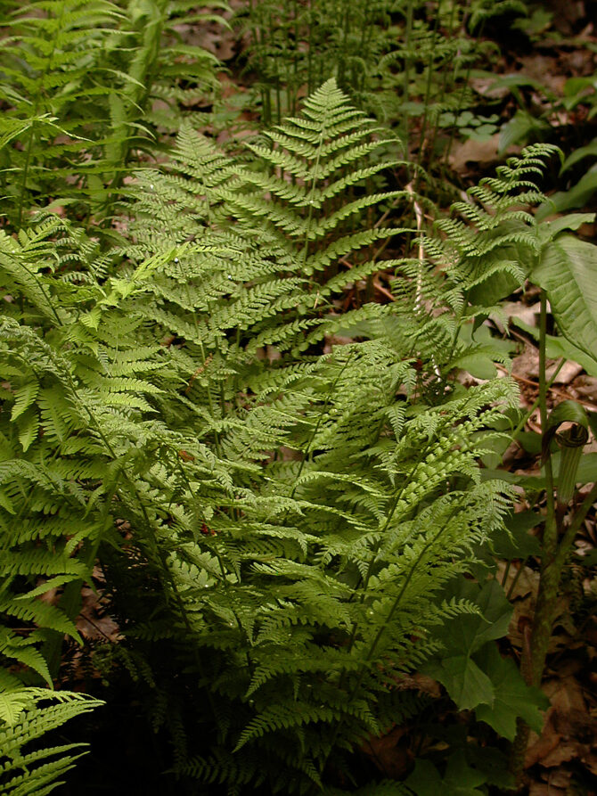 DRYOPTERIS spinulosa - Toothed Wood Fern