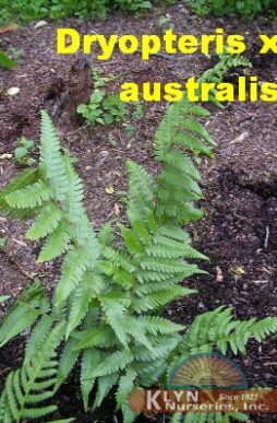 DRYOPTERIS x australis - Dixie Wood Fern