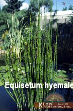 EQUISETUM hyemale - Horsetail Rush