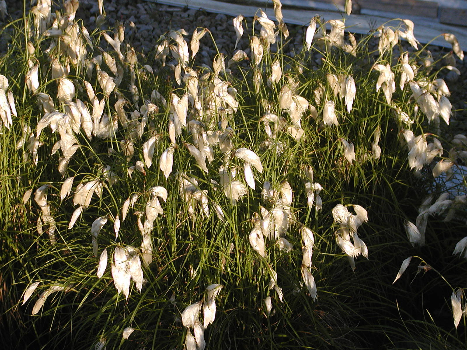 ERIOPHORUM angustifolium - Cotton Grass