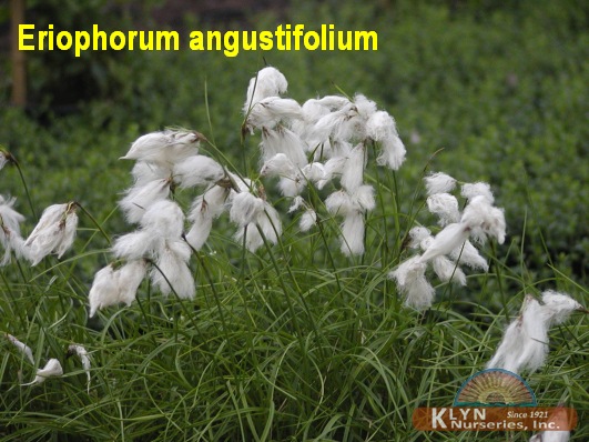 ERIOPHORUM angustifolium - Cotton Grass