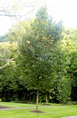 EUCOMMIA ulmoides - Hardy Rubber Tree