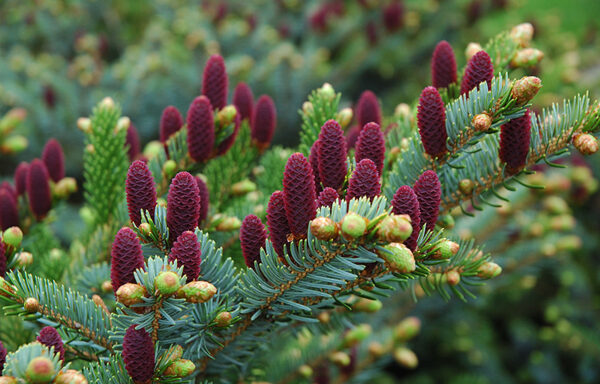 PICEA bicolor ‘Howell’s Dwarf Tigertail’