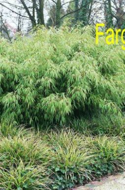 FARGESIA rufa - Rufa Bamboo