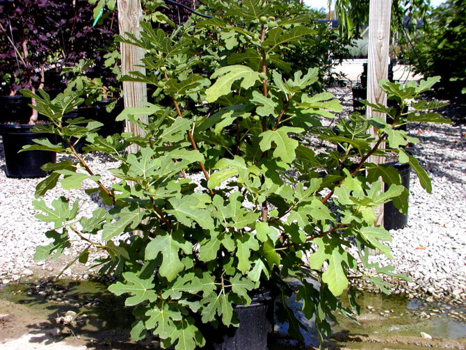 FICUS carica 'Chicago Hardy' - Chicago Hardy Fig
