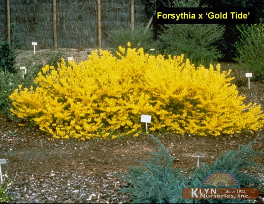 FORSYTHIA x Gold Tide® - Gold Tide® Forsythia