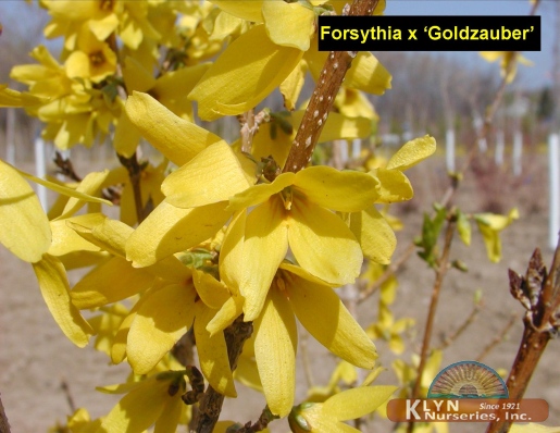 FORSYTHIA x intermedia 'Goldzauber' - Goldzauber Forsthia