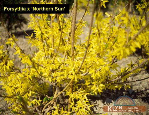 FORSYTHIA x 'Northern Sun' - Northern Sun Forsythia