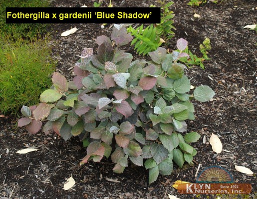 FOTHERGILLA x gardenii 'Blue Shadow' - Blue Shadow Fothergilla