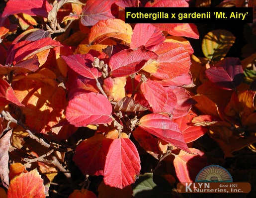 FOTHERGILLA x gardenii 'Mt. Airy' - Mt. Airy Fothergilla