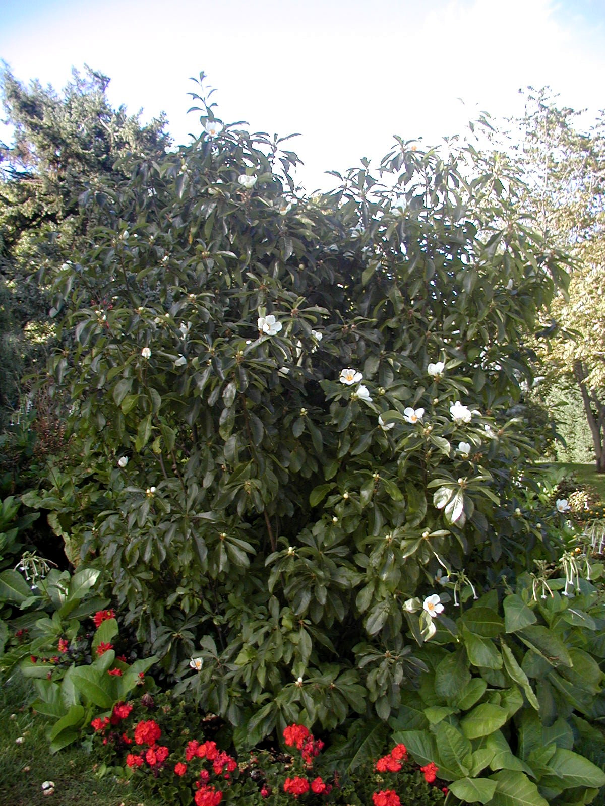 FRANKLINIA alatamaha - Franklinia or Franklin Tree