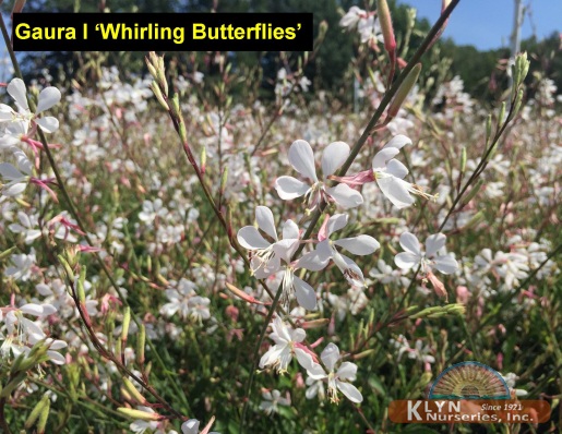GAURA lindheimeri 'Whirling Butterflies' - Whirling Butterflies Wand Flower