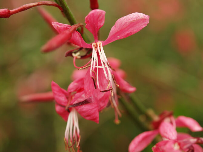 GAURA lindheimeri 'Siskiyou Pink' - Siskiyou Wand Flower