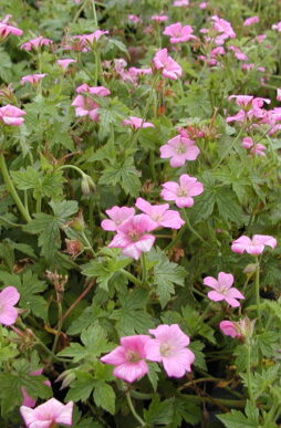 GERANIUM x ononianum 'Wargrave Pink' - Wargrave Pink Geranium