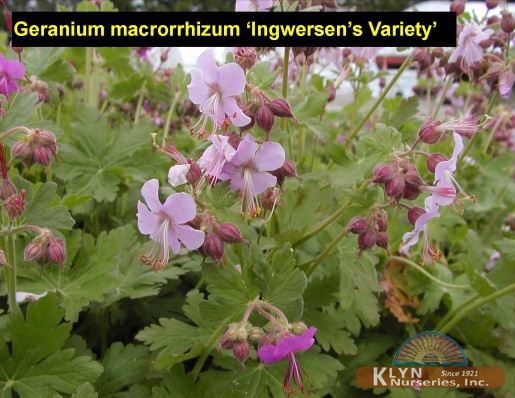 GERANIUM macrorrhizum 'Ingwersen's Variety' - Ingwersen Geranium