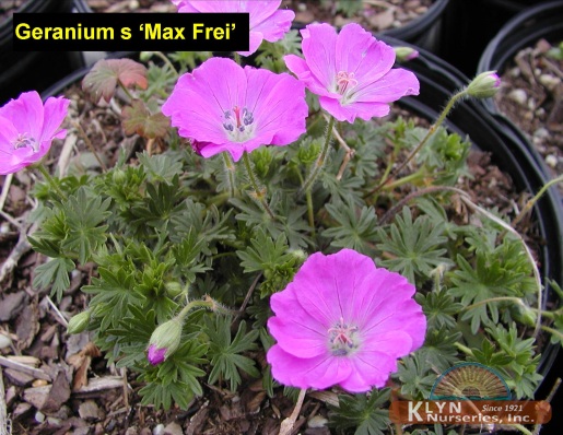 GERANIUM sanguineum 'Max Frei' - Max Frei Geranium