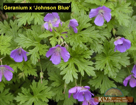 GERANIUM x 'Johnson Blue' - Johnson Blue Geranium