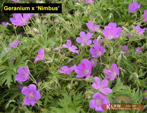GERANIUM x 'Nimbus' - Nimbus Geranium