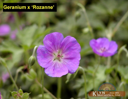 GERANIUM x 'Rozanne' - Rozanne Geranium