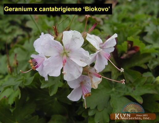 GERANIUM x cantabrigiense 'Biokovo' - Biokovo Geranium