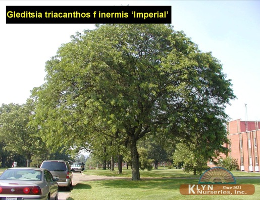 GLEDITSIA triacanthos f. inermis 'Imperial' - Imperial Honeylocust