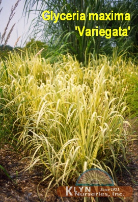 GLYCERIA maxima 'Variegata' - Variegated Manna Grass