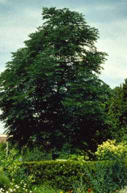 GYMNOCLADUS dioicus - Kentucky Coffeetree