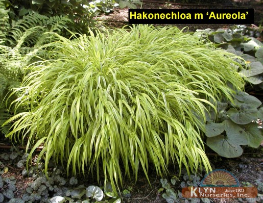 HAKONECHLOA macra 'Aureola' - Golden Hakonechloa