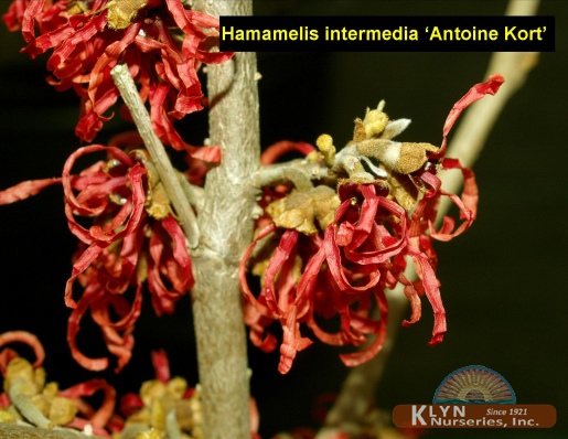 HAMAMELIS intermedia 'Antoine Kort' - Antoine Kort Witchhazel