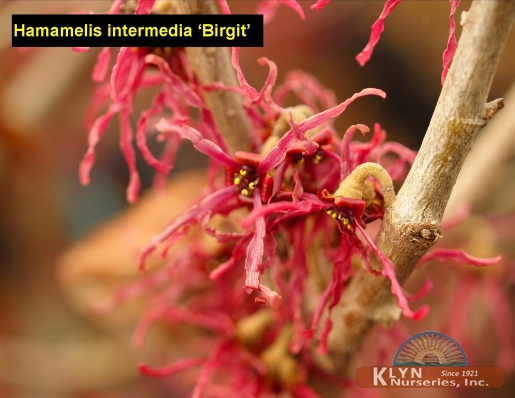 HAMAMELIS intermedia 'Birgit' - Birgit Witchhazel
