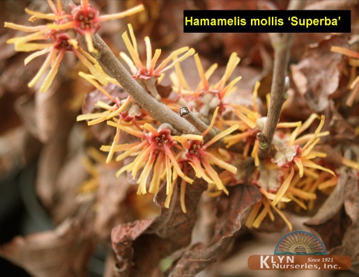 HAMAMELIS mollis 'Superba' - Superba Witchhazel