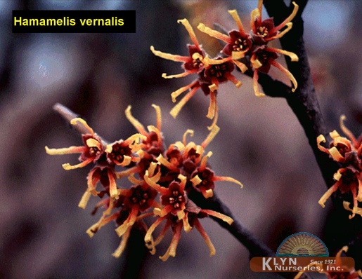 HAMAMELIS vernalis - Vernal or Ozark Witchhazel