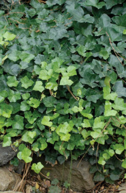 HEDERA helix 'Thorndale' - Thorndale English or Baltic Ivy