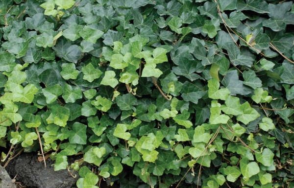 HEDERA helix ‘Thorndale’