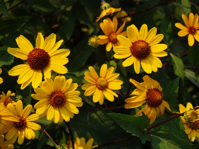 HELIOPSIS helianthoides 'Summer Nights' - Summer Nights False Sunflower