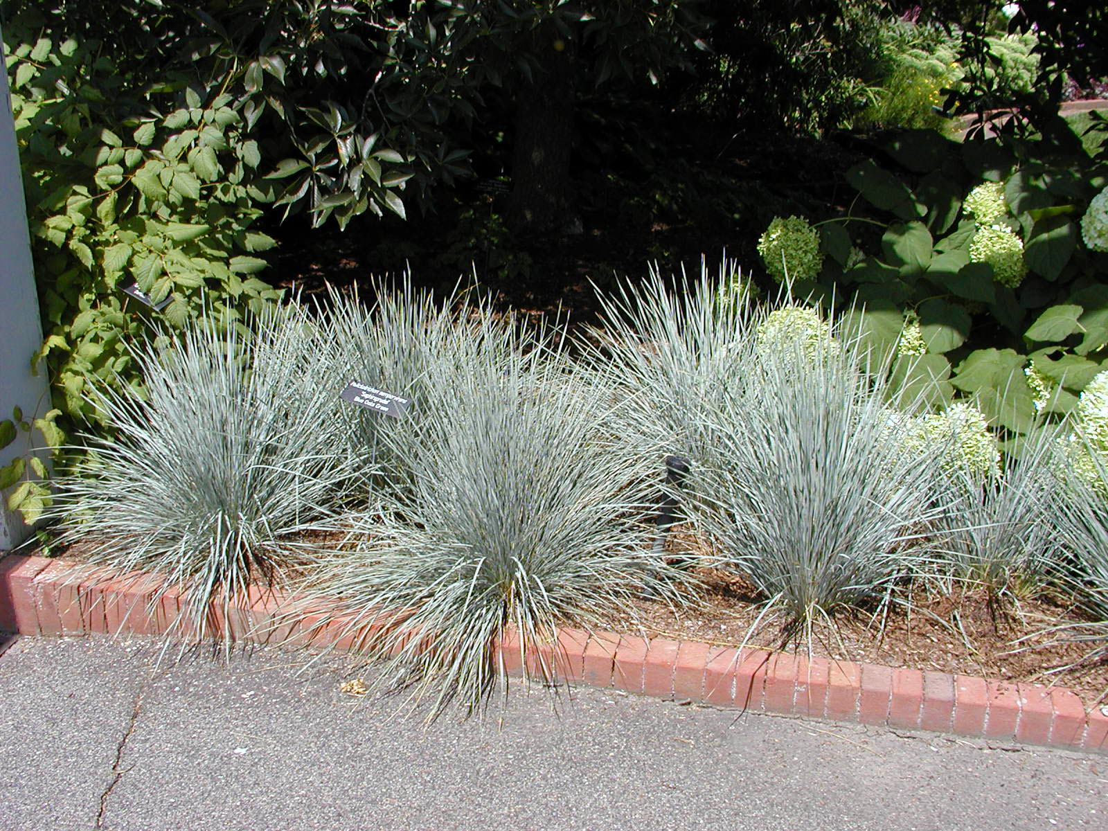 HELICTOTRICHON sempervirens 'Sapphire' - Sapphire Blue Oat Grass